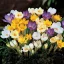 Crocus Botanical mixed / Botanikai krókusz színkeverék 50 db