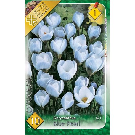 Crocus chrysanthus Blue Pearl / korai krókusz 10 db (LA)