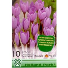   Crocus kotschyanus / Koronás krókusz / őszi virágzású / 10 db (LA)