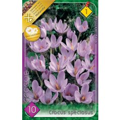   Crocus speciosus / Pompás krókusz / őszi virágzású / 10 db (LA)