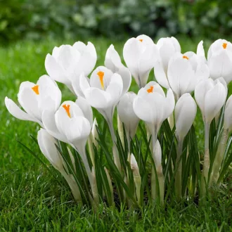 Crocus vernus Jeanne d’Arc / Nagyvirágú kerti krókusz 8 db