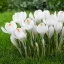 Crocus vernus Jeanne d’Arc / Nagyvirágú kerti krókusz 8 db