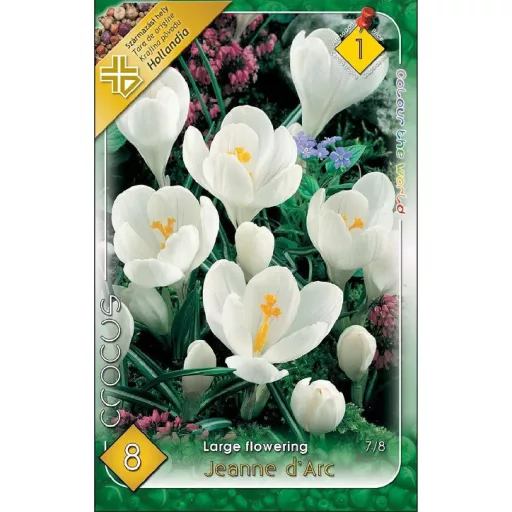 Crocus vernus Jeanne d’Arc / Nagyvirágú kerti krókusz 8 db