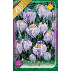   Crocus vernus Pickwick / Nagyvirágú kerti krókusz 8 db (LA)