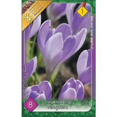   Crocus vernus Vanguard / Nagyvirágú kerti krókusz 8 db (LA)