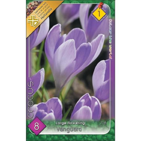 Crocus vernus Vanguard / Nagyvirágú kerti krókusz 8 db (LA)