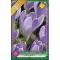 Crocus vernus Vanguard / Nagyvirágú kerti krókusz 8 db (LA)