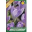 Crocus vernus Vanguard / Nagyvirágú kerti krókusz 8 db (LA)