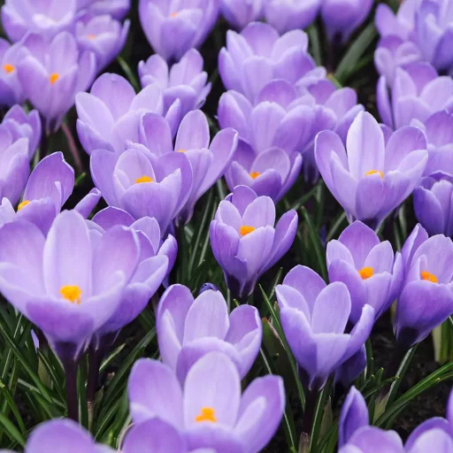Crocus vernus Vanguard / Nagyvirágú kerti krókusz 8 db (LA)