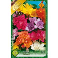   Freesia Double mixed / Frézia színkeverék 10 db virághagyma (LA)