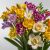 Freesia Double mixed / Frézia színkeverék 10 db virághagyma (LA)