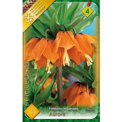   Fritillaria imperialis Aurora / Császárkorona narancs 1 db (LA)