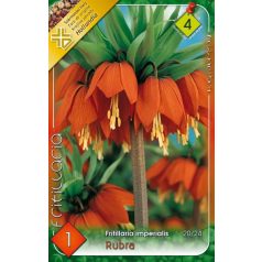   Fritillaria imperialis Rubra / Császárkorona piros 1 db (LA)