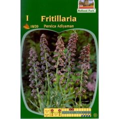 Fritillaria Persica Adyaman / Perzsa kockásliliom 1 db