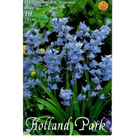 Hyacinthoides hispanica Blue / Spanyol kékharang 10 db (LA)