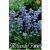 Hyacinthoides hispanica Blue / Spanyol kékharang 10 db (LA)