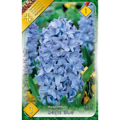 Hyacinthus Delfts Blue / Jácint kék 3 db (LA)