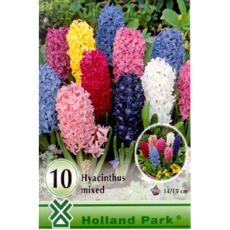 Hyacinthus mixed / Jácint színkeverék 10 db (LA)