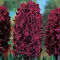 Hyacinthus Woodstock / Jácint 3 db (LA)