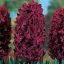 Hyacinthus Woodstock / Jácint 3 db (LA)