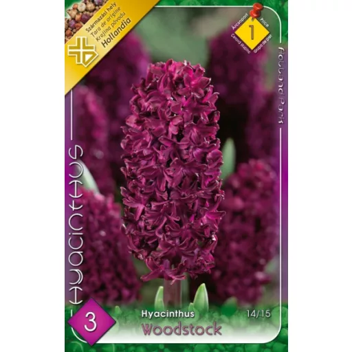 Hyacinthus Woodstock / Jácint 3 db (LA)