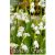 Leucojum aestivum Gravetye Giant 5 db (LA)