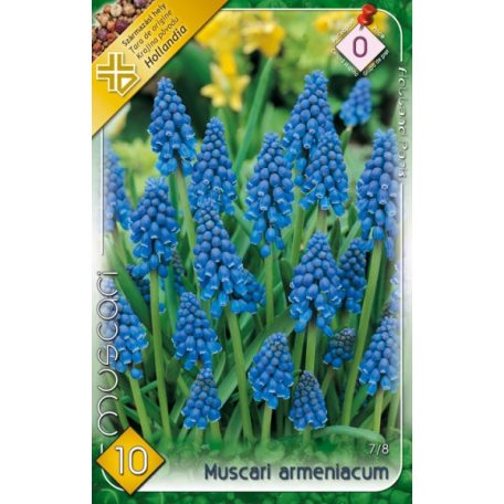 Muscari armeniacum / Örmény gyöngyike 10 db (LA)