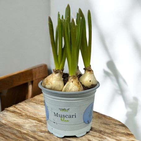 Muscari Nagy Mosoly (Muscar Big Smile)