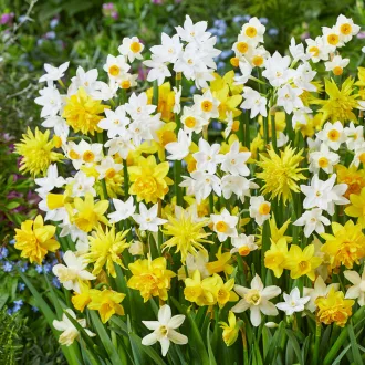 Narcissus Botanical mixed / Nárcisz Törpevirágú mix 10 db