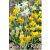 Narcissus Botanical mixed / Nárcisz Törpevirágú mix 10 db (LA)