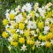 Narcissus Botanical mixed / Nárcisz Törpevirágú mix 10 db