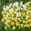 Narcissus Botanical mixed / Nárcisz Törpevirágú mix 10 db
