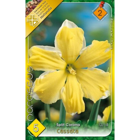 Narcissus Cassata / Nárcisz Cassata 5 db (LA)