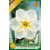 Narcissus Lemon Beauty / Nárcisz Lemon Beauty 5 db (LA)