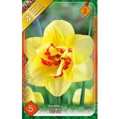 Narcissus Tahiti / Nárcisz Tahiti 5 db (LA)