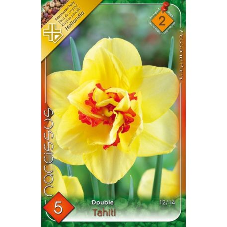 Narcissus Tahiti / Nárcisz Tahiti 5 db (LA)