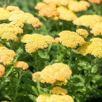 Achillea-millefolium-039Skysail-Yellow039-sarga-ko