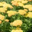 Achillea-millefolium-039Skysail-Yellow039-sarga-ko