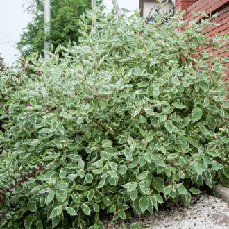 Cornus alba 'Spaethii' - sárgatarka levelű, fehér virágú – som K3 – Díszcserjék