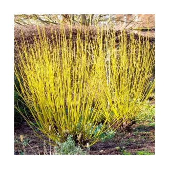 Cornus stolonifera 'Flaviramea' - sárga vesszejű selymes som K3 – Díszcserjék
