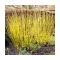 Cornus stolonifera 'Flaviramea' - sárga vesszejű selymes som K3 – Díszcserjék