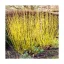 Cornus stolonifera 'Flaviramea' - sárga vesszejű selymes som K3 – Díszcserjék