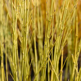Cornus stolonifera 'Flaviramea' - sárga vesszejű selymes som K5 – Díszcserjék
