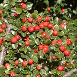   Cotoneaster dammeri 'Major' - nagylevelű terülő madárbirs CS9