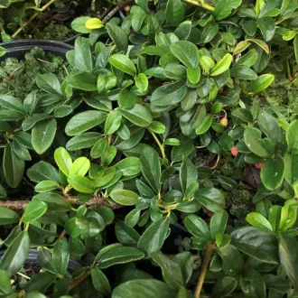   Cotoneaster dammeri 'Major' - nagylevelű terülő madárbirs K2