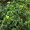 Cotoneaster dammeri 'Major' - nagylevelű terülő madárbirs K2