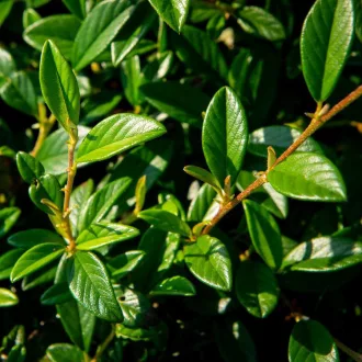   Cotoneaster hybrid 'Bella' - kúszó madárbirs CS9