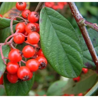 Cotoneaster hybrid 'Bella' - kúszó madárbirs K2