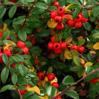 Cotoneaster-hybrid-039Bella039-kuszo-madarbirs-K3