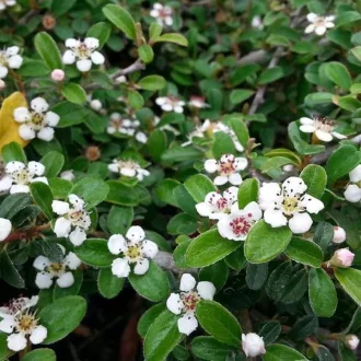   Cotoneaster radicans 'Eichholz' - kúszó madárbirs (fehér virág, piros bogyó) CS9